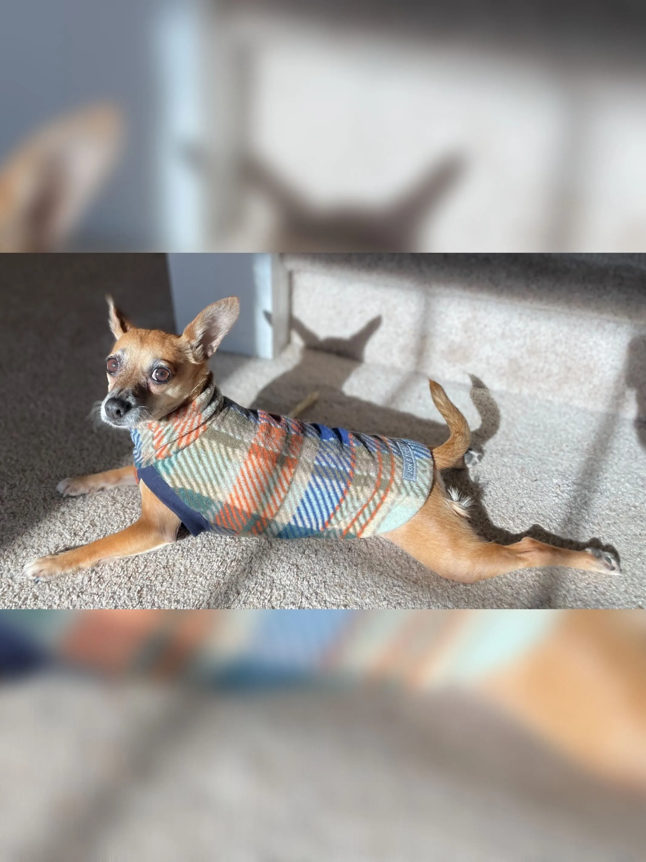 The Harvest Tartan Dog Sweater