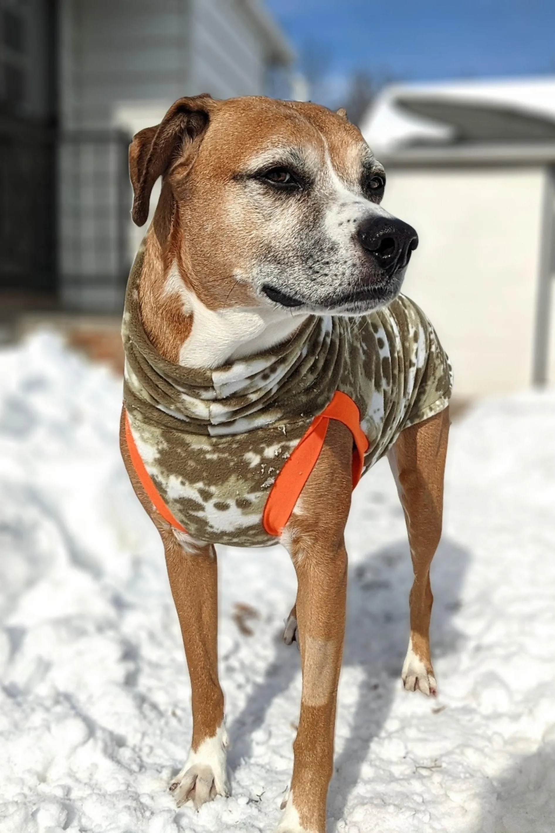 The Hunter Dog Sweater